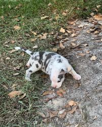 Pocket American Bully Pups for Sale