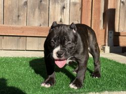Exotic Micro American Bully Puppy-FEMALE-Ready for her forever home!!