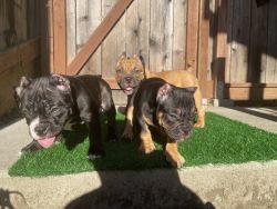 Exotic American Micro Bully Litter-2 MALE, 2 FEMALES-ready to go today