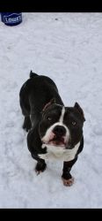 2 American Bully’s for rehome