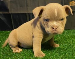 Female Exotic Micro Puppies for Sale