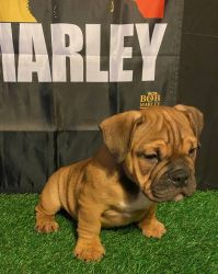Male Exotic Micro Bully Puppies for Sale