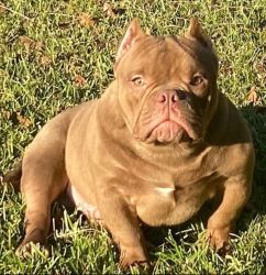 Micro Exotic Chocolate Male Bully For Sale