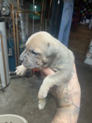 Pitbully puppies forsale