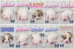 Exotic Extreme American Bully puppies
