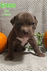 ABKC registered American Bully puppies