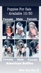 American Bully Puppies 4 Sale