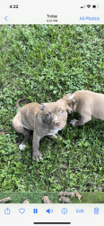 Beautiful champion Xl American Bully puppies for sale