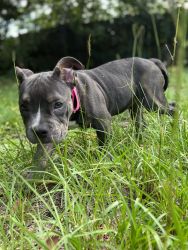 Bully pup for sale
