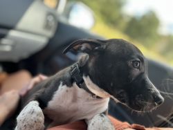 Sweet bully puppy up for adoption!