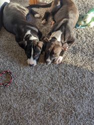 2- 4 month males