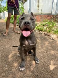 American bully pure breed blue 4months old