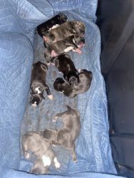 Puppies for sale/ Pitbull x bill terrier