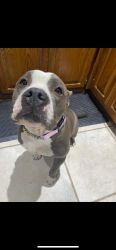 Female pocket bully 3 yrs old pet home only