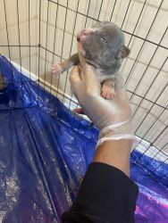 American bully pups 9 available