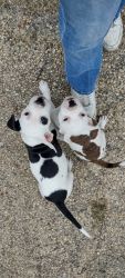 American bully pups need gone ASAP