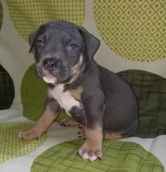 XX-L bully puppies available.