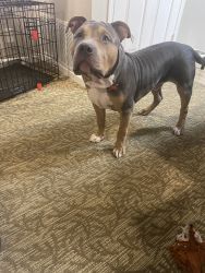 8 month old ABKC registered American Bully XL