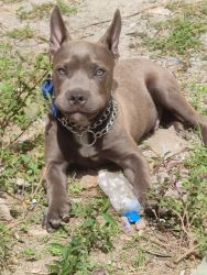 American Bully Standard size puppy heavy Size For Sale