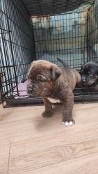 XL Blue and brindle puppies for sale