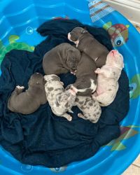 Bully puppies for sale