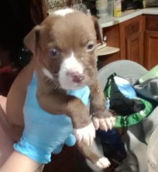 We have American bully gatormouth pit puppies