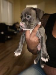 Cute Bully Puppies for Sale!