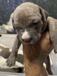 American Bully puppies need new home asap!