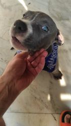 American bully 2 month old puppy for sale