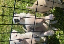 Red nose pitbulls for sale