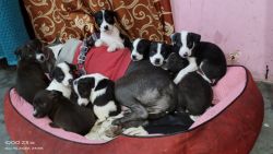 Hi im ajay .from india...i have 6 mail puppies and 4 female puppies. I