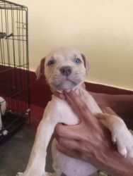 American bully at low cost