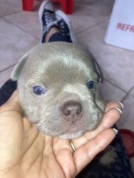 Lilac blue eye bully puppy on Craigslist