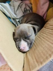 American bully puppy is up for sale