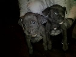 8wk. Blue XL bully mixed with Blue Nose Pit