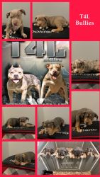 XL American bully puppies available