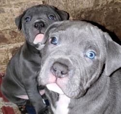 BULLY BLUE NOSE PITBULL PUPPIES