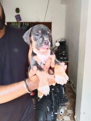 AB puppy for sale