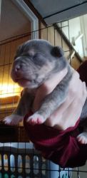 Purebred standard American Bully puppies