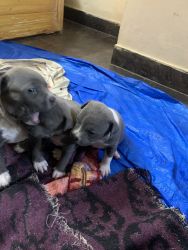 American bully xxl puppies for sale