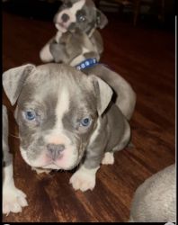 Bully Puppies For Sale