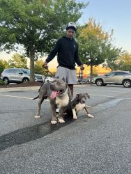 XL Bully looking for new home