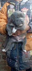 Trust Kennel American Bully All Type For Sale Delhi