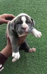 Am bully puppy available