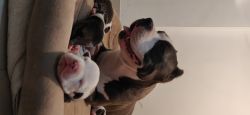 American Bully Pocket Standard Size Puppies Available for sale