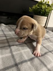 Adorable American Bully puppies for sale!