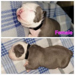 Exotic American bully puppies