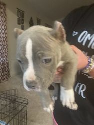 American bully male puppy (blue & white)