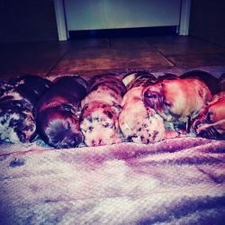 American bullies covid and China's first litter