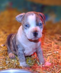 ABKC REGISTERED AMERICAN BULLY PUPPIES